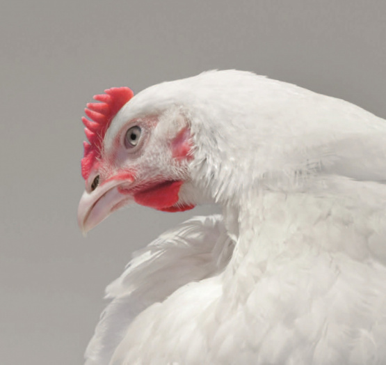 Coccidiosis aviar: Claves para una prevención integral (Parte 1)