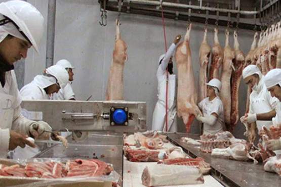 Se construirá la primera planta frigorífica para faena de porcinos en Carlos Tejedor