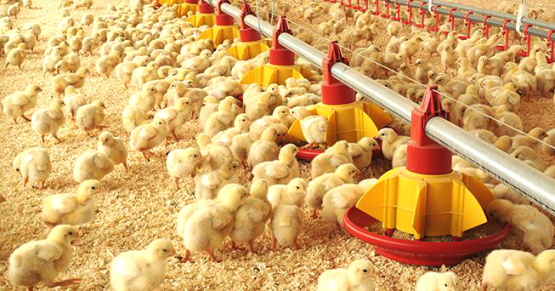 La industria avícola argentina, entre las más sustentables del mercado internacional