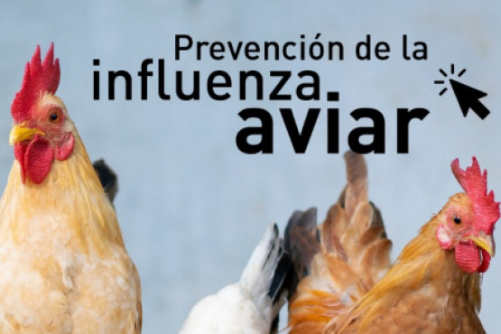 Senasa refuerza las medidas de vigilancia epidemiológica para evitar el ingreso de influenza aviar