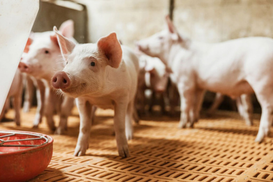 El sector porcino inicia 2023 con expectativa y cautela