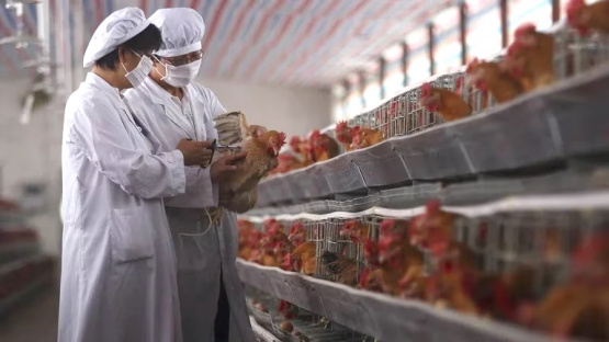 Ante el brote global de gripe aviar, ¿cuál es el rol de la vacunación animal?