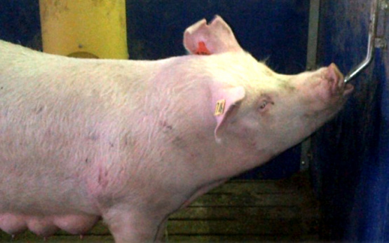 Nutrición de precisión, presente y futuro de la porcicultura