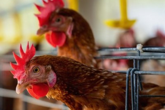 La CRA pide al SENASA avanzar con política sanitaria más efectiva para controlar la influenza aviar