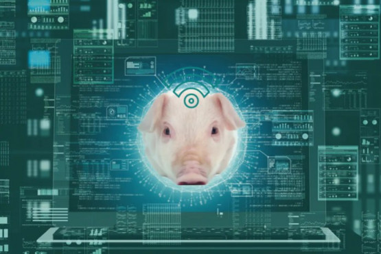 Big Data ¿Por qué utilizarlo en el transporte de cerdos? 