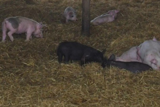 Senasa recomienda pautas para reducir el impacto de las altas temperaturas en porcinos