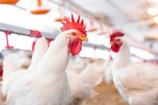 Perspectivas Positivas para el Sector Avícola Mundial