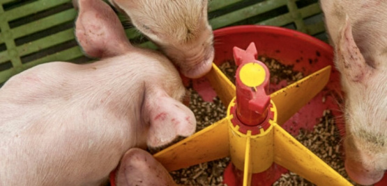 La nutrición de precisión está dando forma al presente y futuro de la alimentación para cerdos
