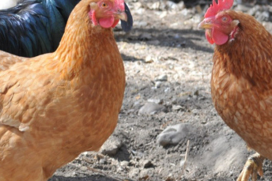 Argentina retoma el comercio de productos de origen aviar a Chile