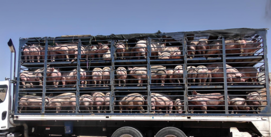 Pautas para un buen manejo del transporte de cerdos