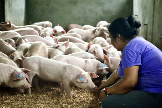 Reducción de costos de alimentación en cerdos: el papel de la Microbiota Intestinal y otros factores