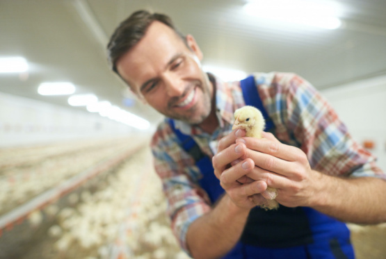 La importancia de menos agarres y menor estrés para las aves