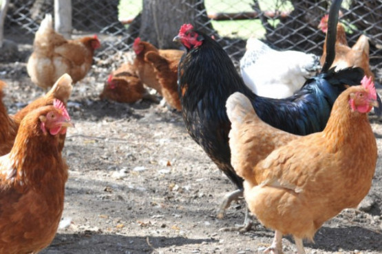 El Gobierno Nacional autorizó una nueva vacuna biotecnológica para sanidad avícola