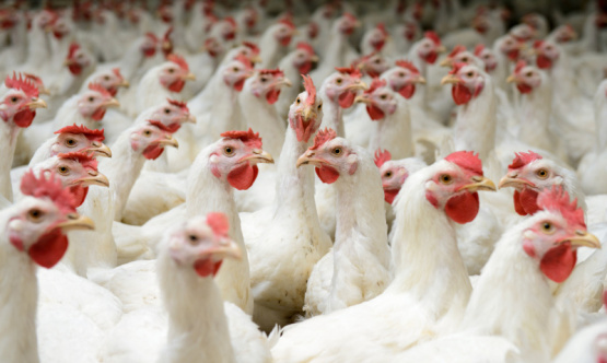 Evaluación de colina natural sobre el desempeño productivo de broilers