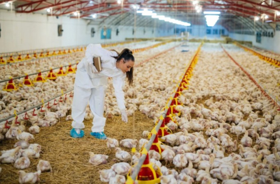 Reducir el impacto del estrés calórico optimiza el bienestar, la productividad y la calidad de las aves de corral